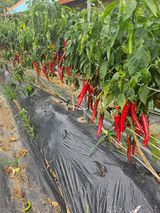 팜모닝 ☀️8월 농작업 계획·참여글 게시글 이미지