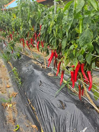 비룡이님의 ☀️8월 농작업 계획 · 참여글 작성글 사진