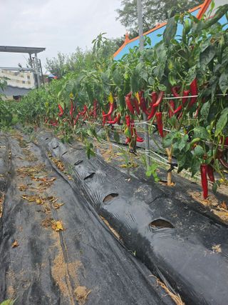 비룡이님의 ☀️8월 농작업 계획 · 참여글 작성글 사진