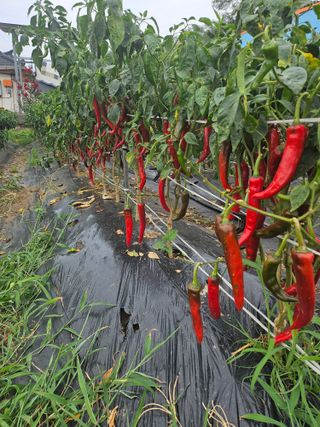 비룡이님의 ☀️8월 농작업 계획 · 참여글 작성글 사진