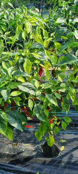 팜모닝 고추·병해충상담 게시글 이미지