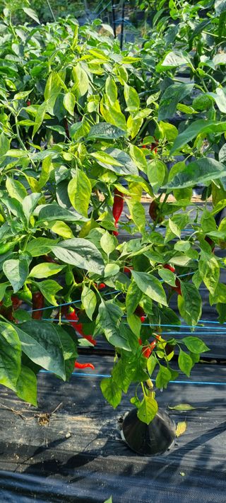 맹철영님의 고추 · 병해충상담 작성글 사진