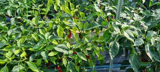 맹철영님의 고추 · 병해충상담 작성글 사진