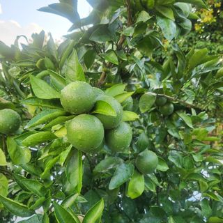 감귤해진님의 작성글 사진