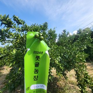 감귤해진님의 작성글 사진