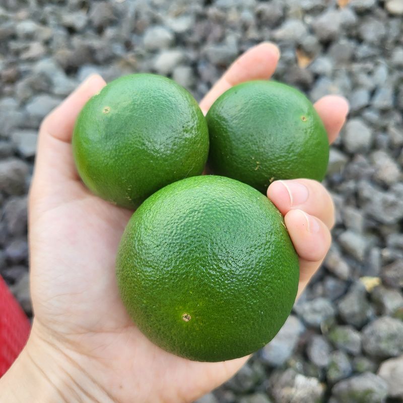 감귤해진님의 장터 판매 상품 [풋귤지정농가의GAP풋귤5KG] 첨부 사진