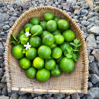 감귤해진님의 작성글 사진