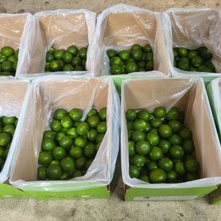 감귤해진님의 작성글 사진