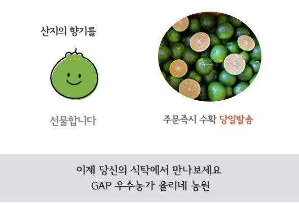 감귤해진님의 장터 판매 상품 [풋귤지정농가의GAP풋귤5KG] 첨부 사진