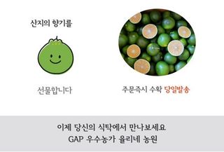 감귤해진님의 작성글 사진