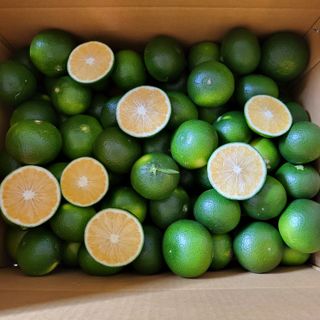 감귤해진님의 작성글 사진