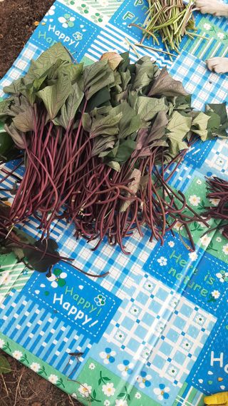 향양농장 사랑합니다님의 고구마 · 영농일지 작성글 사진