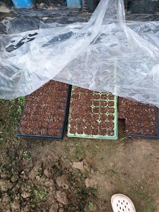 샤이니바다님의 배추 · 영농일지 작성글 사진