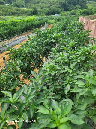 사리실님의 고추 · 영농일지 작성글 사진