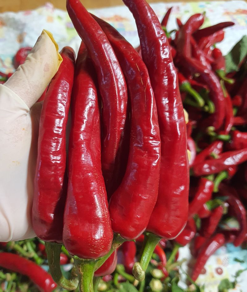 짱구님의 장터 판매 상품 [햇고추 가루 600그램] 첨부 사진