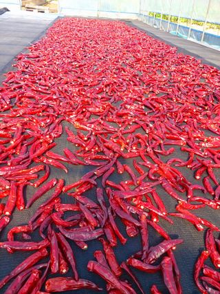 둥이농장(김준태)님의 자유주제 · 자유게시판 작성글 사진