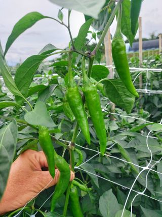 둥이농장(김준태)님의 자유주제 · 자유게시판 작성글 사진