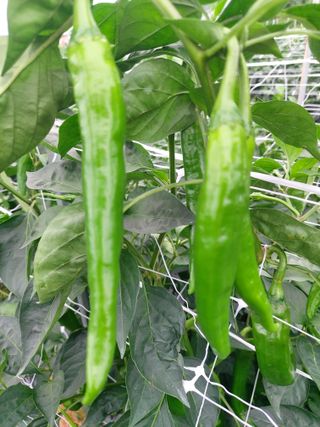 둥이농장(김준태)님의 자유주제 · 자유게시판 작성글 사진