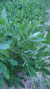 팜모닝 기타작물·영농일지 게시글 이미지