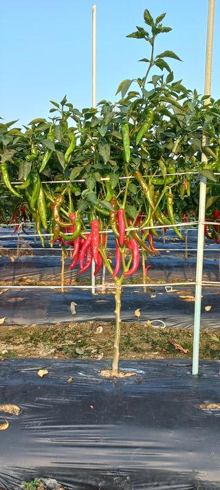 손중호 님의 고추 · 영농일지 작성글 사진