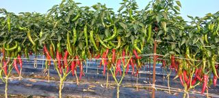 손중호 님의 고추 · 영농일지 작성글 사진