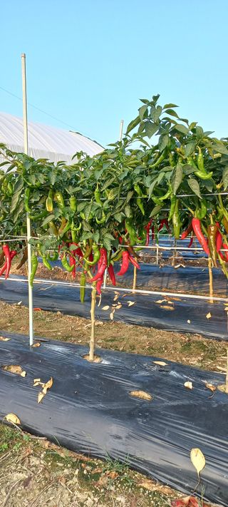 손중호 님의 고추 · 영농일지 작성글 사진