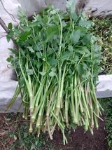 팜모닝 기타작물·영농일지 게시글 이미지