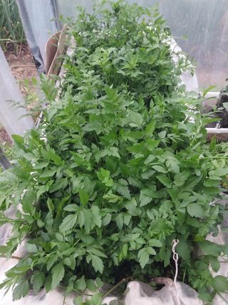 윤홍규님의 기타작물 · 영농일지 작성글 사진