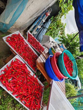 김지윤님의 고추 · 영농일지 작성글 사진