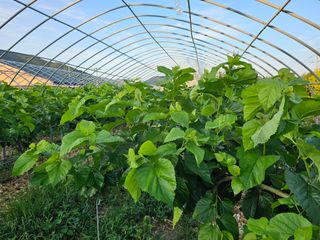 내츄럴팜 채명심님의 기타작물 · 영농일지 작성글 사진