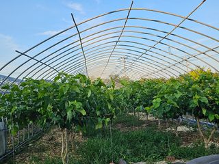 내츄럴팜 채명심님의 기타작물 · 영농일지 작성글 사진