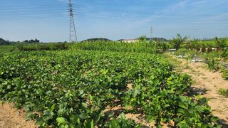 최인섭님의 콩 · 영농일지 작성글 사진