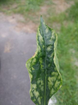 시늘님의 고추 · 병해충상담 작성글 사진