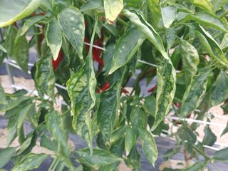 시늘님의 고추 · 병해충상담 작성글 사진