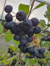 팜모닝 기타작물·영농일지 게시글 이미지