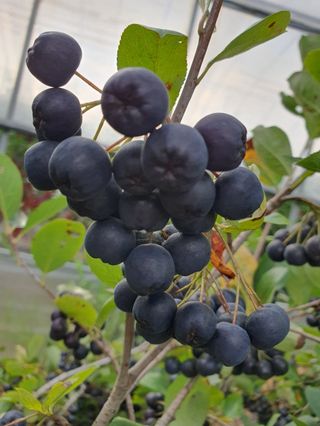 비타민님의 기타작물 · 영농일지 작성글 사진