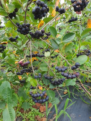 비타민님의 기타작물 · 영농일지 작성글 사진