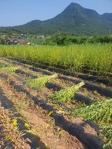 팜모닝 참깨·영농일지 게시글 이미지