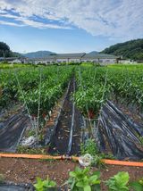 팜모닝 고추·영농일지 게시글 이미지