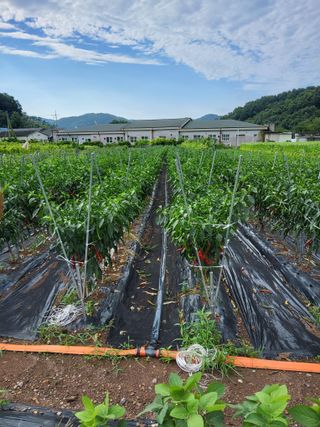 서동님의 고추 · 영농일지 작성글 사진