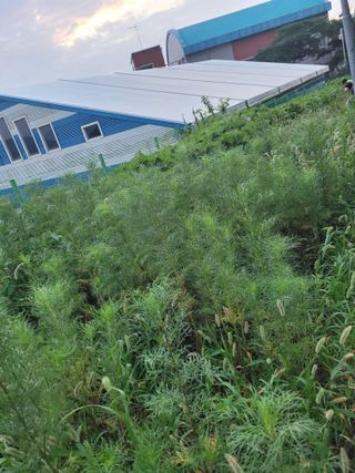 최유진님의 들깨 · 영농일지 작성글 사진