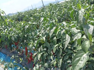 이종원님의 기타작물 · 영농일지 작성글 사진