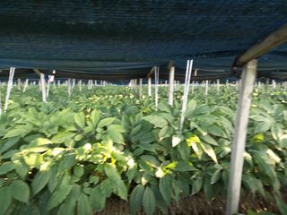 이종원님의 기타작물 · 영농일지 작성글 사진