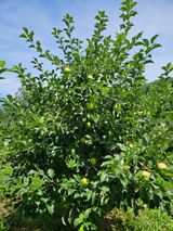 팜모닝 사과·영농일지 게시글 이미지