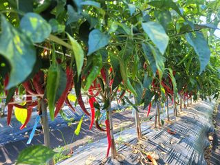 헐크님의 고추 · 영농일지 작성글 사진