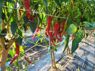 헐크님의 고추 · 영농일지 작성글 사진