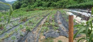 고슴도치공주님의 들깨 · 영농일지 작성글 사진