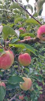 팜모닝 사과·영농일지 게시글 이미지