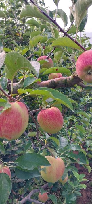 문장식님의 사과 · 영농일지 작성글 사진