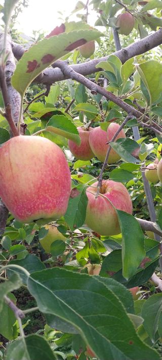 문장식님의 사과 · 영농일지 작성글 사진